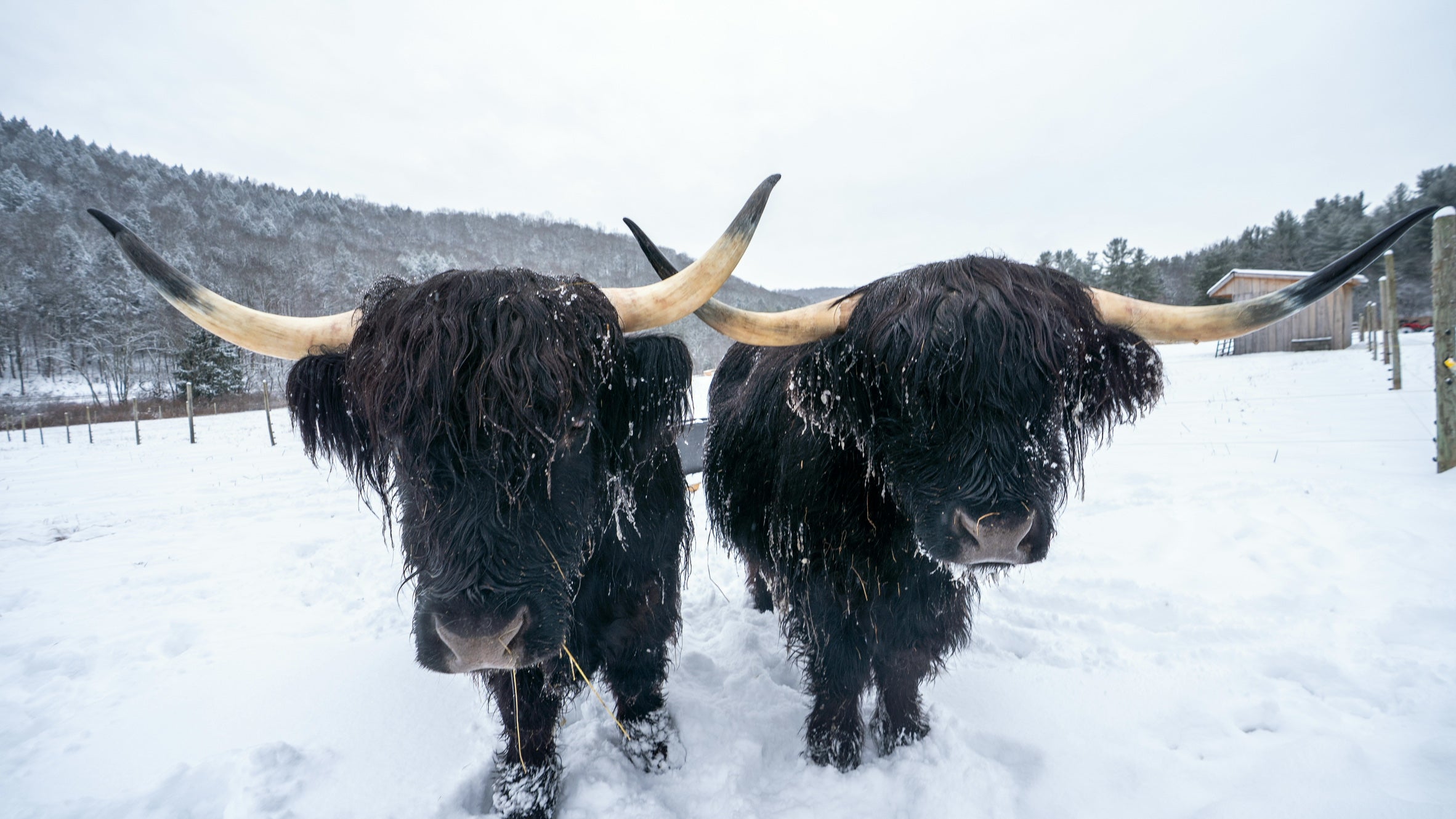 Holiday Photo with Highland Cows